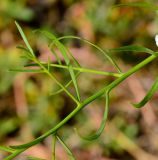 Eremophila polyclada