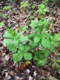 Geum urbanum