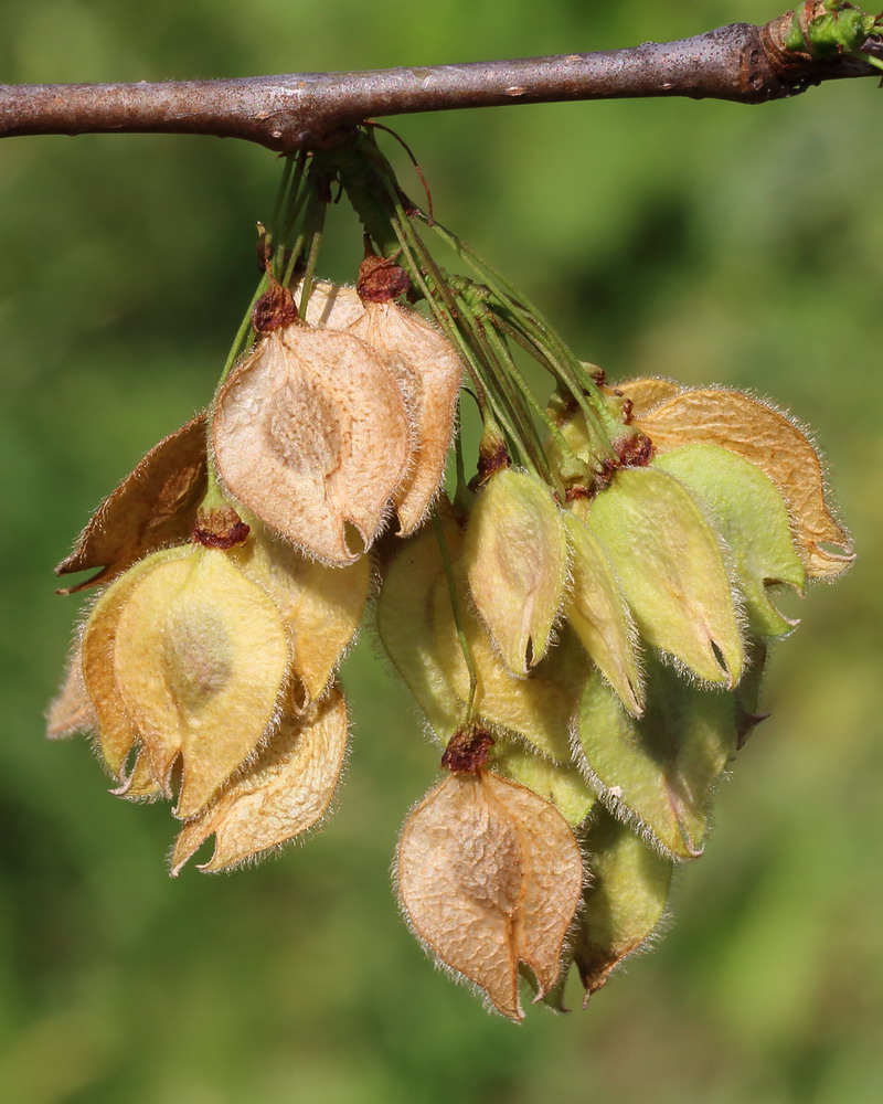 Изображение особи Ulmus laevis.