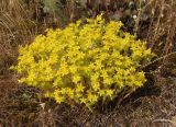 Sedum acre