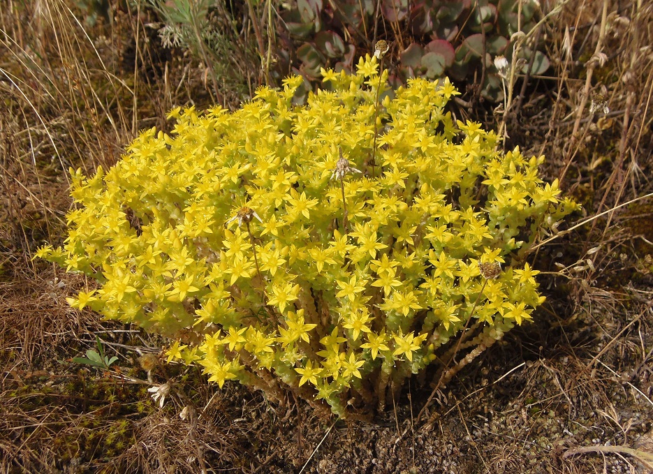 Изображение особи Sedum acre.