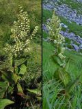 Veratrum album