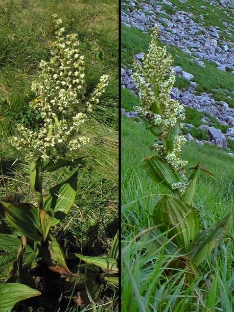 Image of Veratrum album specimen.