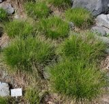 Carex sempervirens