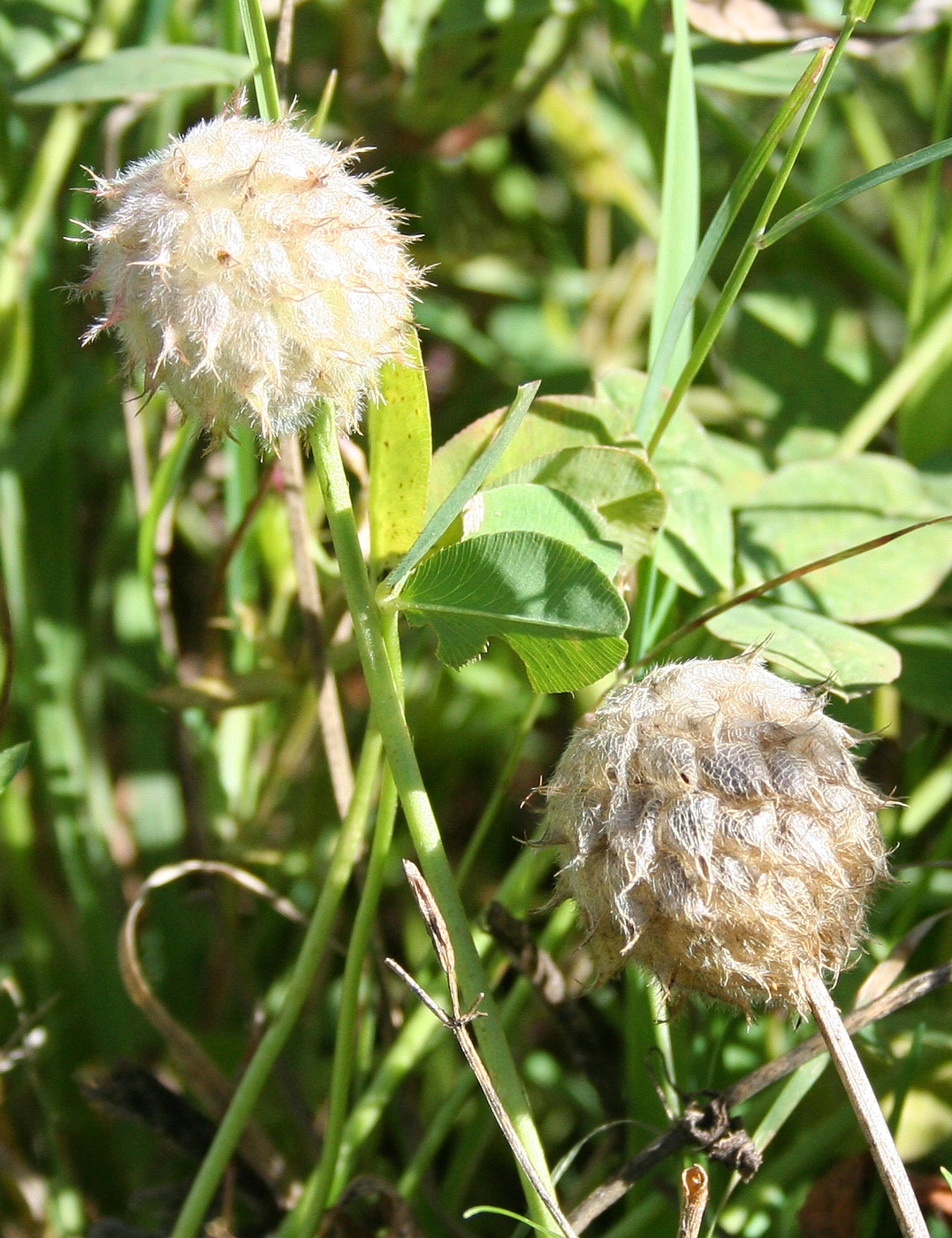 Изображение особи Trifolium fragiferum.