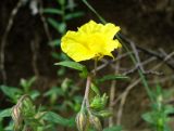 genus Helianthemum