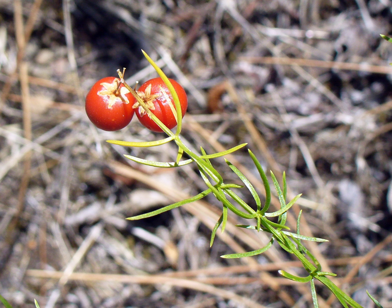 Изображение особи Asparagus verticillatus.