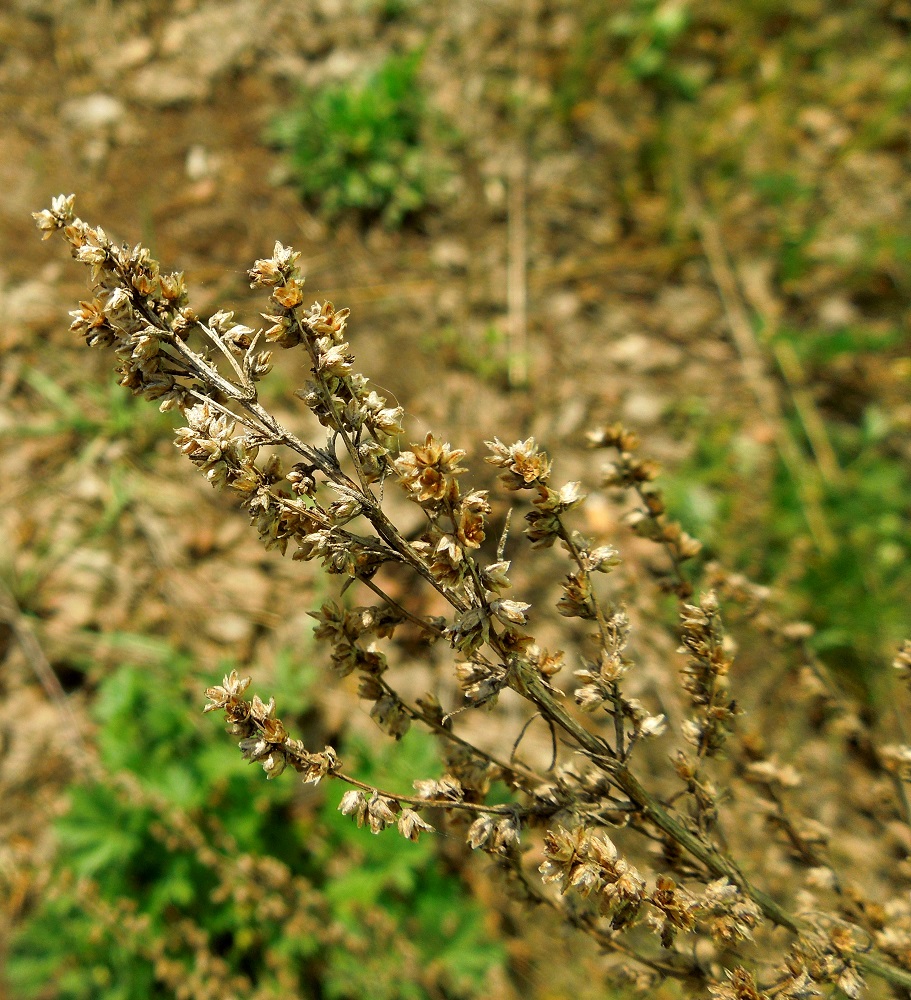 Image of Artemisia absinthium specimen.