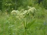 Filipendula stepposa