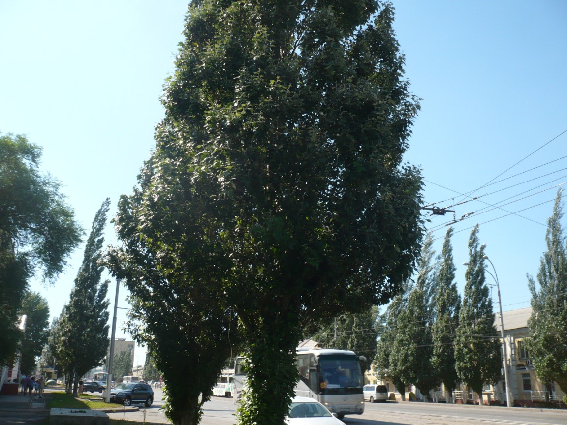 Изображение особи Populus alba.