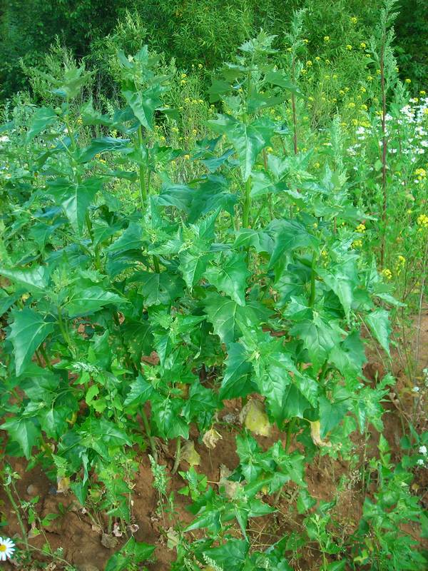Image of Atriplex sagittata specimen.