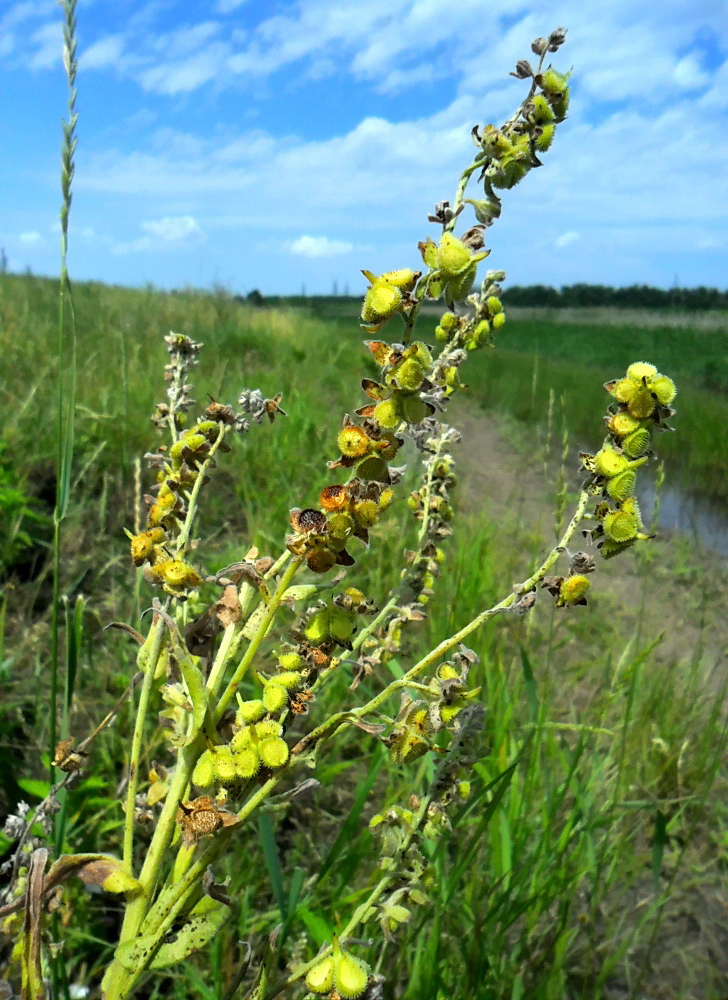 Изображение особи Cynoglossum officinale.