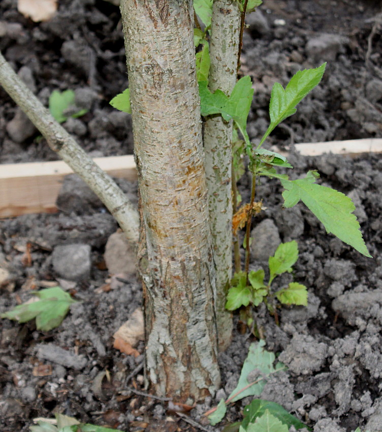 Изображение особи Crataegus maximowiczii.