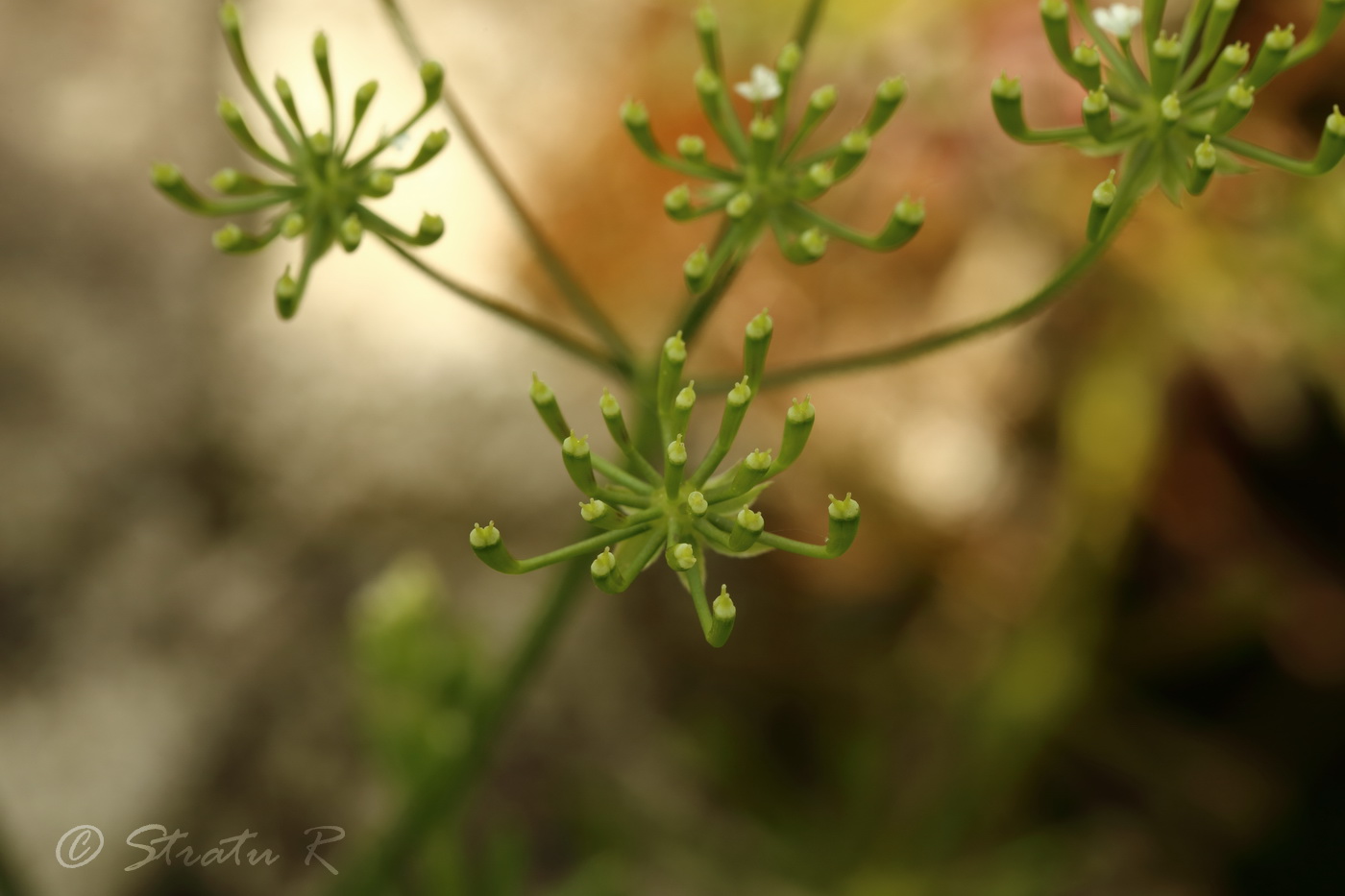 Image of Chaerophyllum temulum specimen.