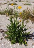 Sonchus subspecies uliginosus