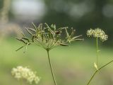 Chaerophyllum