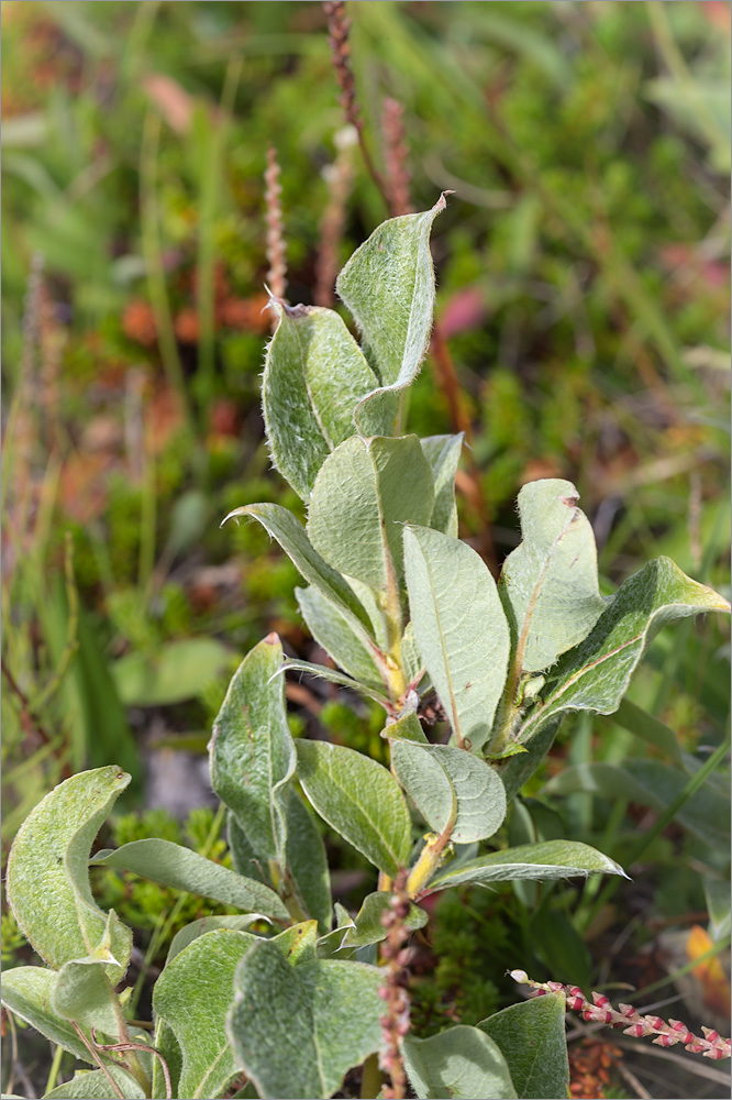 Image of Salix lanata specimen.