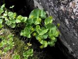 Caltha palustris