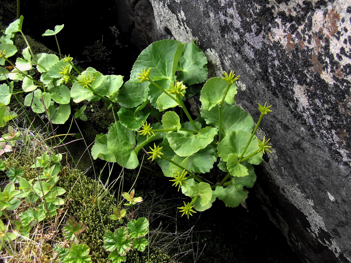 Image of Caltha palustris specimen.