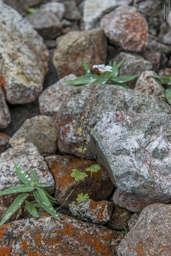 Image of Saxifraga cernua specimen.