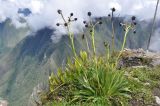 Eryngium weberbaueri. Отцветшее растение. Перу, вершина горы Мачу-Пикчу (3082 м н.у.м.), археологический комплекс Мачу-Пикчу. 13 марта 2014 г.