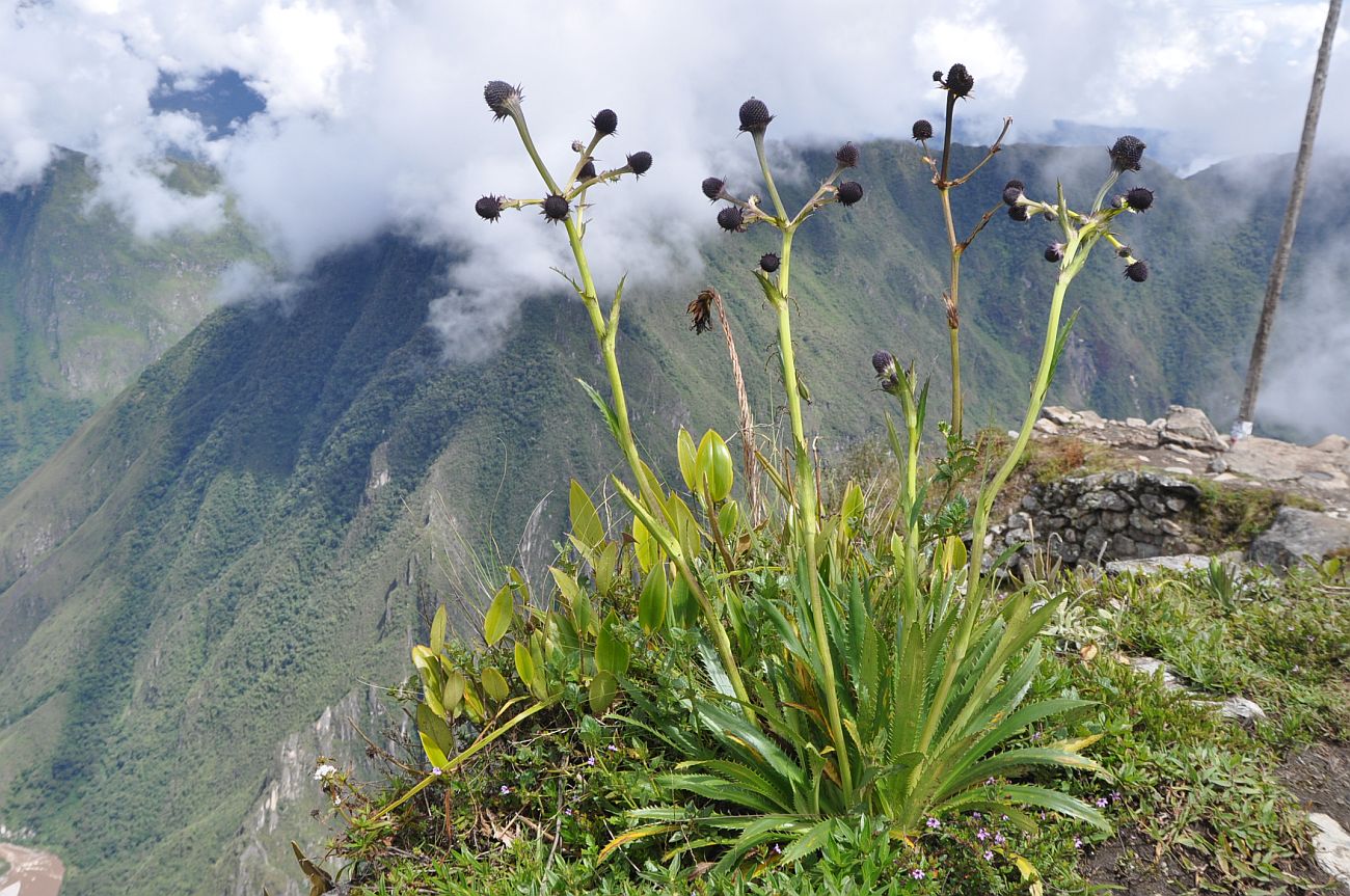 Image of Eryngium weberbaueri specimen.