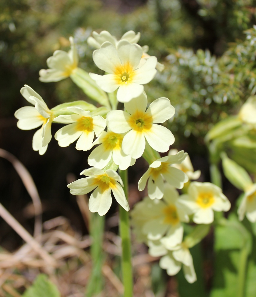 Изображение особи Primula pallasii.