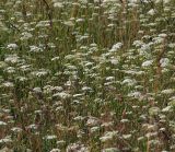Pimpinella saxifraga. Аспект цветущих растений. Московская обл., Раменский р-н, окр. ж.-д. платформы Хрипань, просека под ЛЭП. 14.07.2014.