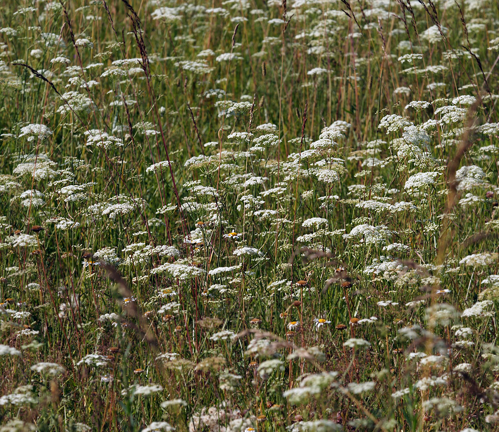 Image of Pimpinella saxifraga specimen.