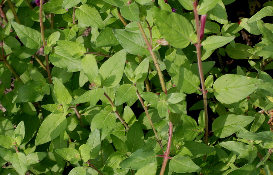 Image of Cuphea lanceolata specimen.