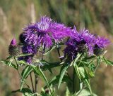 Centaurea phrygia. Верхушки побегов с соцветиями. Московская обл., Раменский р-н, окр. ж.-д. платформы Хрипань, залежь. 13.07.2014.