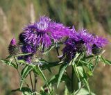 Centaurea phrygia