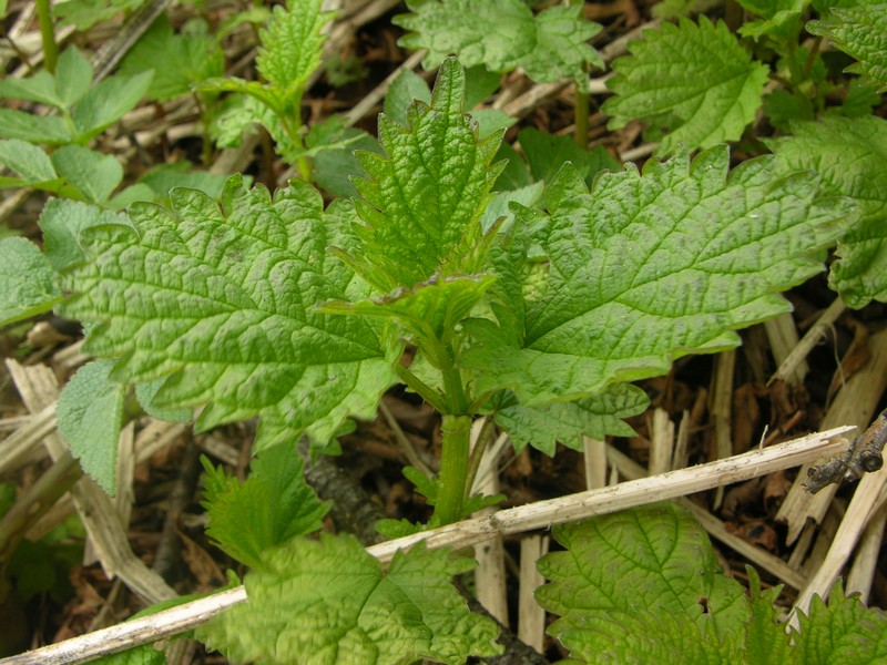 Изображение особи Urtica platyphylla.