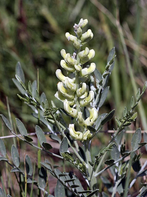 Изображение особи Goebelia pachycarpa.