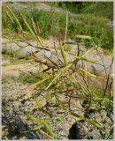 Brassica napus. Верхушка плодоносящего растения. Чувашия, окр. г. Шумерля, ст. Кумашка, ж/д насыпь. 1 сентября 2009 г.