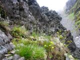 Erigeron borealis