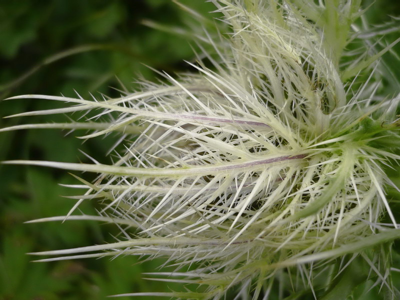 Изображение особи Cirsium obvallatum.