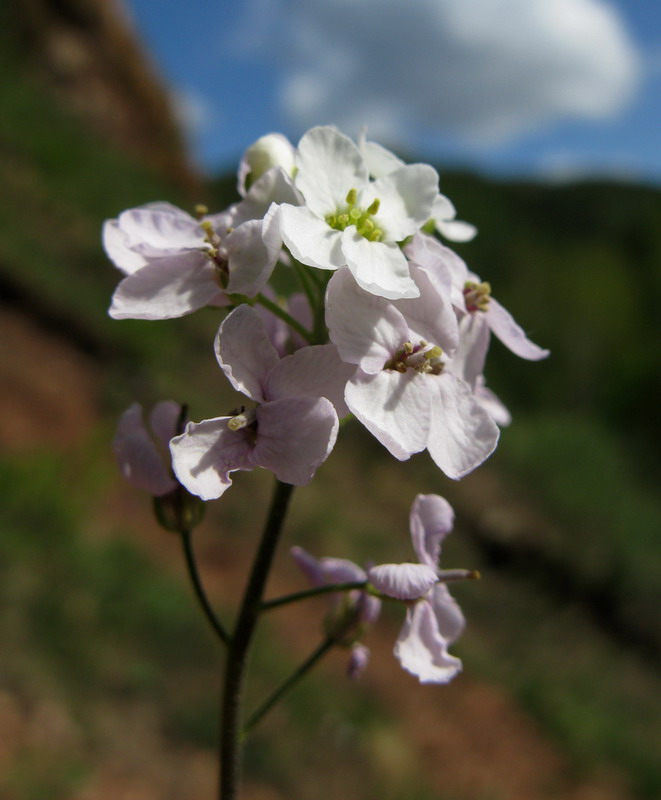 Image of Stevenia incarnata specimen.