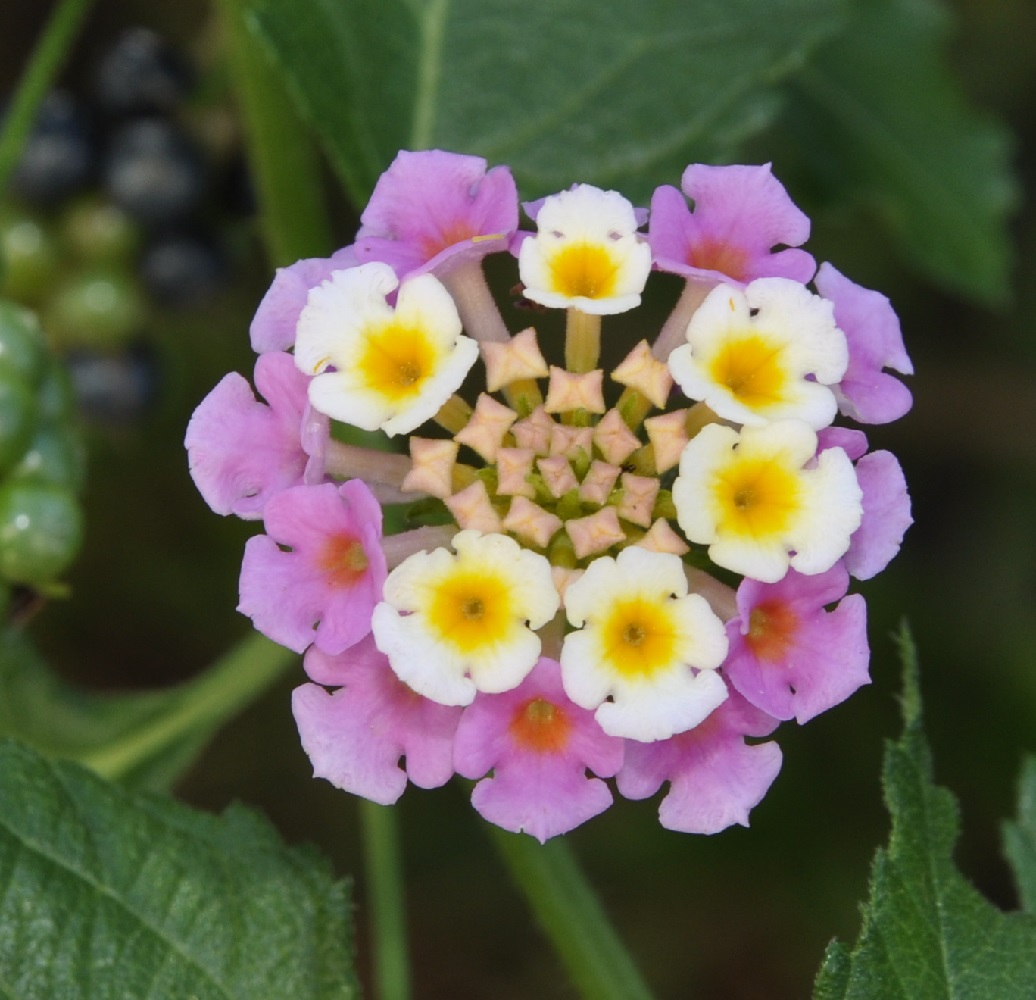 Изображение особи Lantana camara.