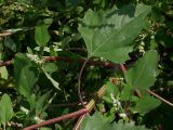 Chenopodium album. Крупный лист (длина пластинки около 8 см) и нижняя часть стебля. Киев, пляж возле Святошинского озера, 15 октября 2008 г.