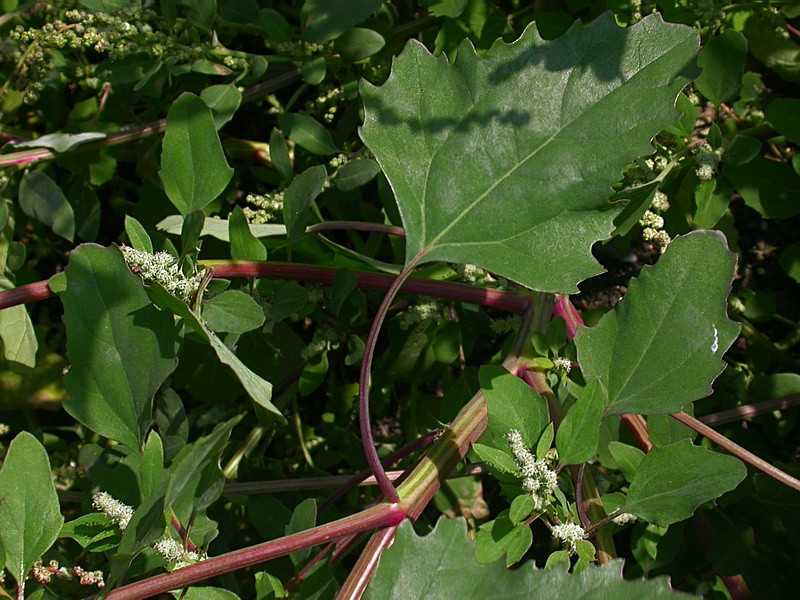 Изображение особи Chenopodium album.