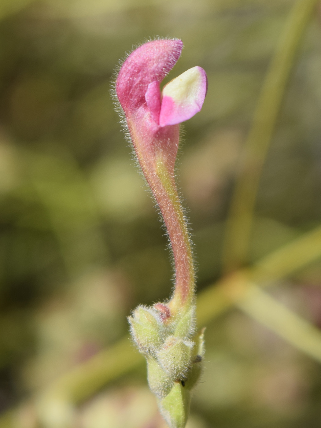 Изображение особи Scutellaria ramosissima.