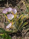 Convolvulus lineatus