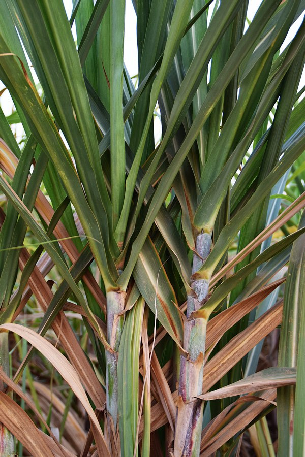 Image of Saccharum officinarum specimen.