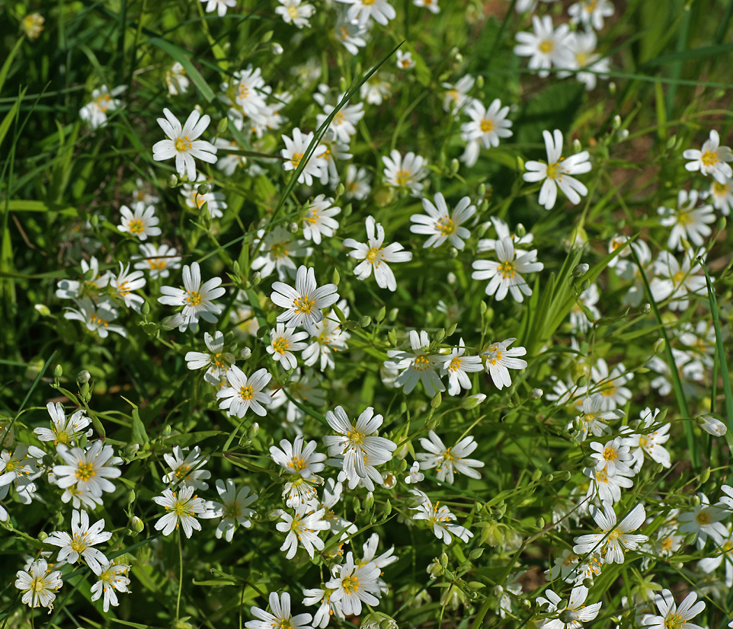 Image of Stellaria holostea specimen.