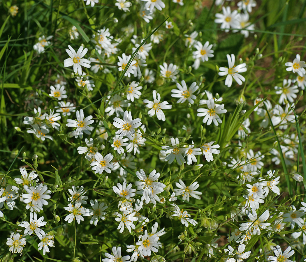 Изображение особи Stellaria holostea.