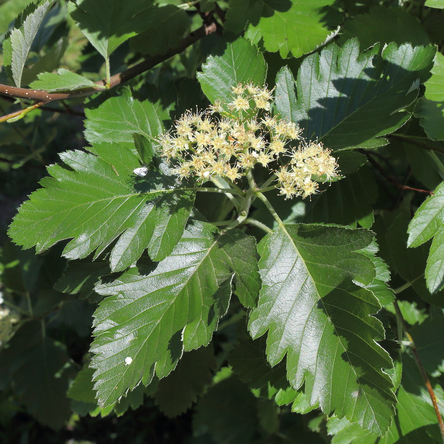 Изображение особи Sorbus intermedia.