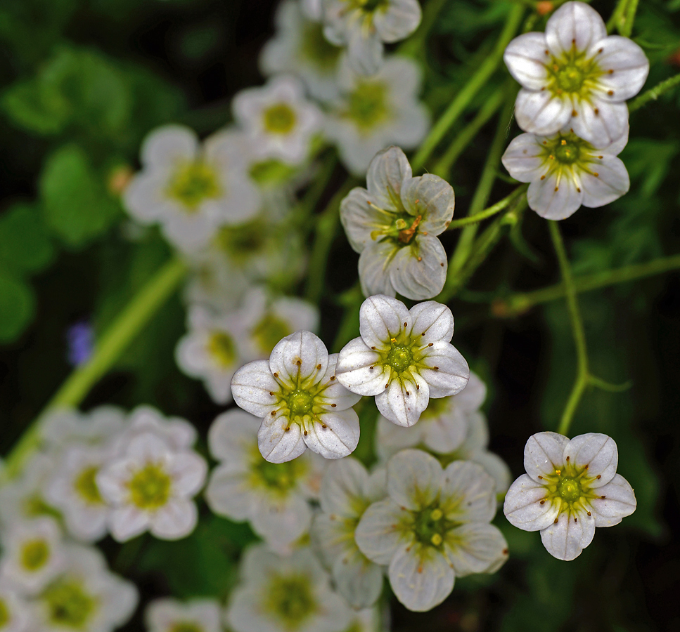 Image of Saxifraga &times; arendsii specimen.