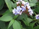 Eranthemum pulchellum