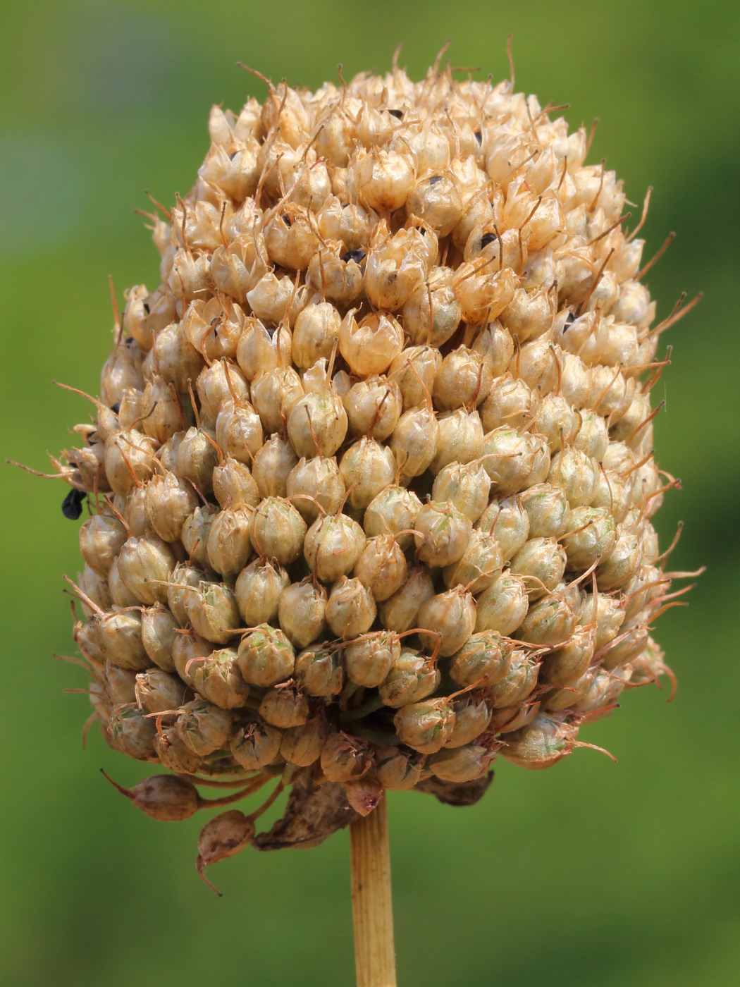 Image of Allium sphaerocephalon specimen.